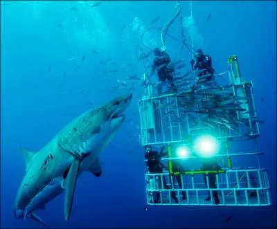 Quelle fédération sportive autorise ses pratiquants à exercer leur sport dans une cage de forme octogonale ?