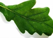 Quiz Les feuilles d'arbres