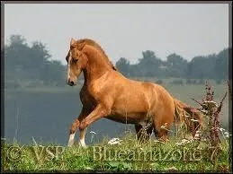 Quelle est la robe de ce cheval ?