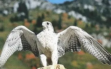 Quiz Rapaces