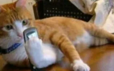 Quiz Animaux