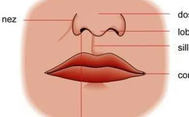 Quiz Anatomie
