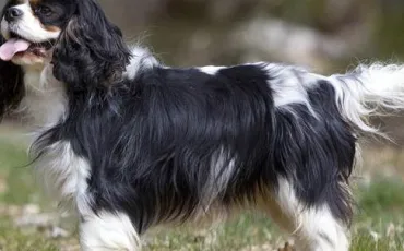 Quiz Chiens