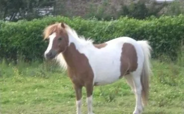 Quiz Galop 1