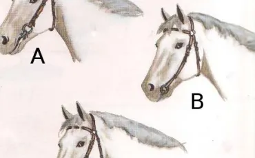 Quiz Galop 2