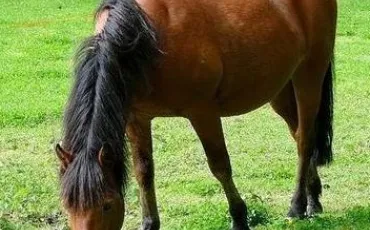 Quiz Galop 4
