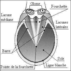 Pourquoi ne faut-il pas toucher la fourchette ?