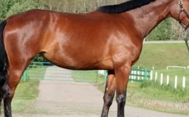 Quiz Equitation