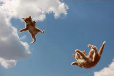Les chats retombent toujours sur leurs pattes.