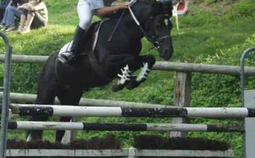 Quiz Galop 4
