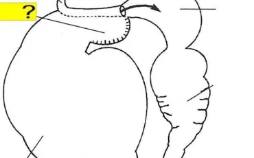 Quiz Anatomie