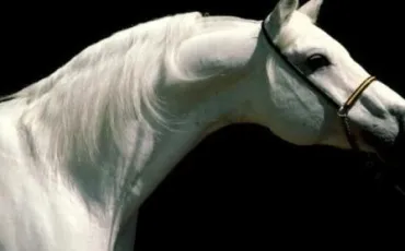 Quiz Galop 1