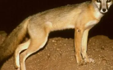 Quiz Renards