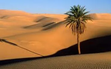 Quiz Desert