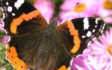 Quiz Papillons