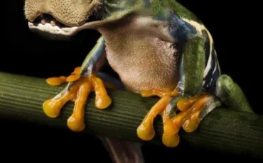 Quiz Animaux