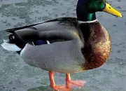 Quiz Oiseaux migrateurs