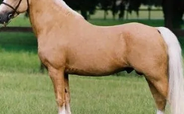 Quiz Galop 1