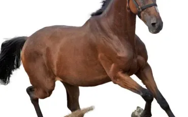 Quiz Galop 1
