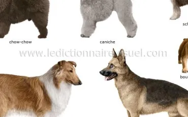 Quiz Races de chiens