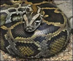 Combien de vertèbres un python possède-t-il au maximum ?