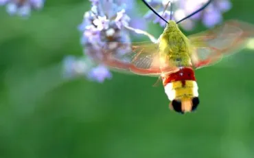 Quiz Papillons