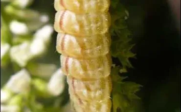 Quiz Papillons
