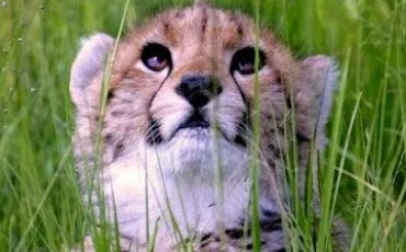 Quiz Guepard