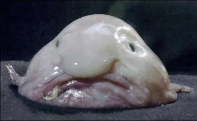 Quel est le nom de cet animal ?