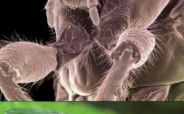 Quiz Insectes
