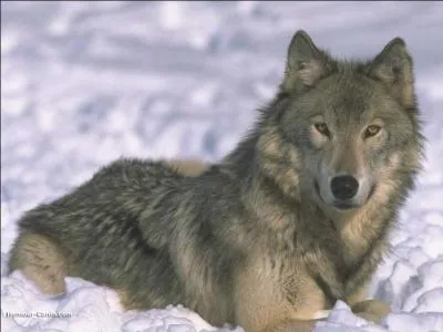 Le loup appartient à la famille des...