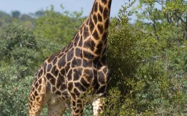 Quiz Girafe