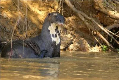 Si j'étais un animal, j'aimerais bien manger du poisson tous les jours, je serais ...