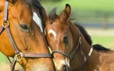Quiz Galop 3