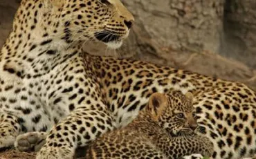Quiz Guepard