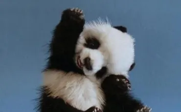 Quiz Panda