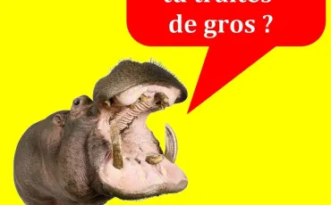 Quiz Anatomie
