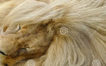 Quiz Savane