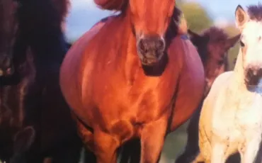 Quiz Galop 4
