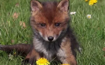 Quiz Animaux