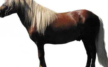 Quiz Galop 2
