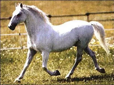 De quelle couleur est ce cheval?
